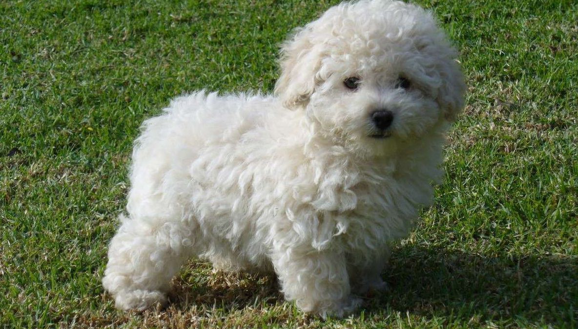 Un caniche a BLOCAT un întreg aeroport şi a întârziat 14 zboruri. Ce s-a întâmplat