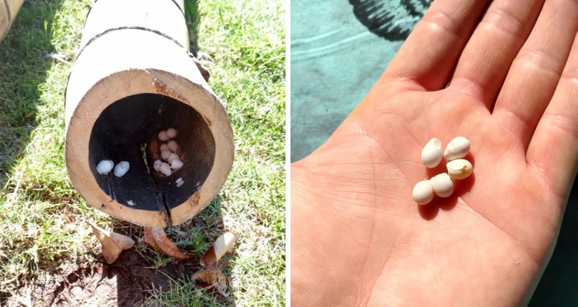 A găsit 9 ouă minuscule în grădină, le-a ridicat..unul a crăpat. A înghețat când văzut creatura