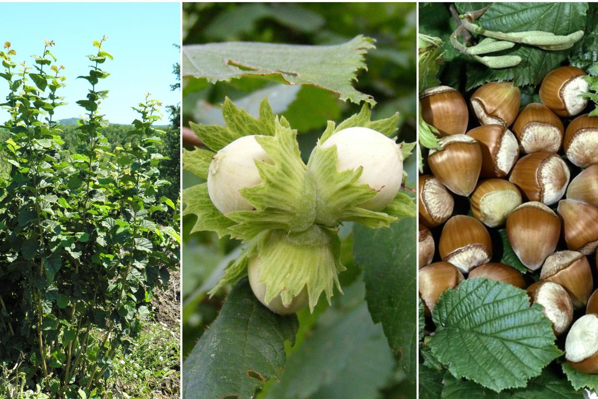 De ce e bine să ai în curte un alun? Dacă stai la casă, o să-l plantezi chiar azi!