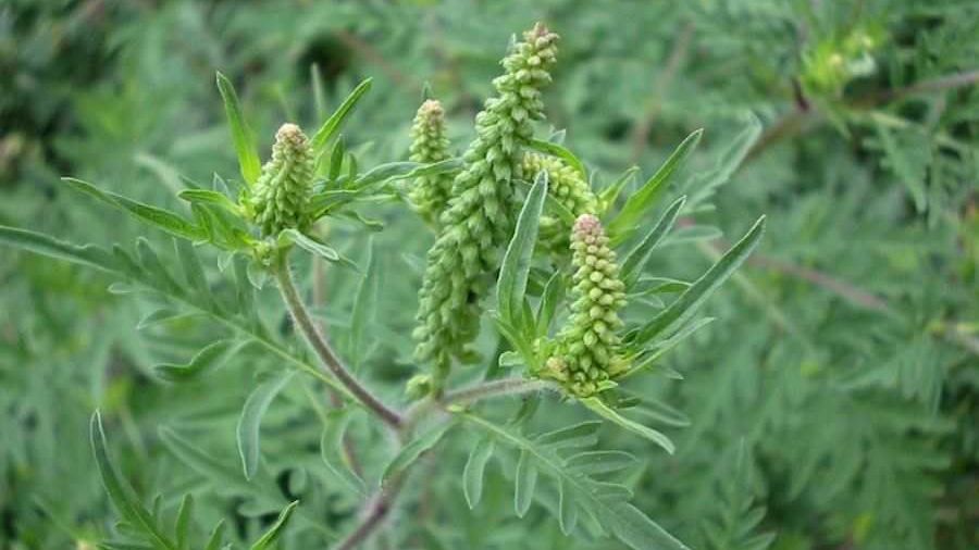 Aleşii, vot împotriva AMBROZIEI. Amenzi usturătoare pentru cei care nu respectă legea 