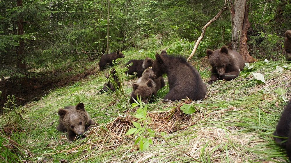 Președintele CJ Harghita apel către Ministerul Mediului, după ce doi oameni au fost atacaţi de URS 