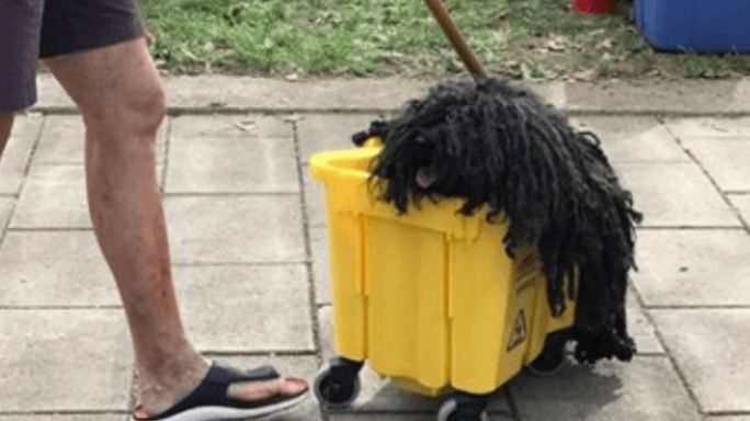 Cel mai amuzant costum pentru Halloween e purtat de...un câine