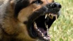 Bărbat atacat de patru câini, în stare gravă: "Era în șoc hemoragic, traumatic și psihic"