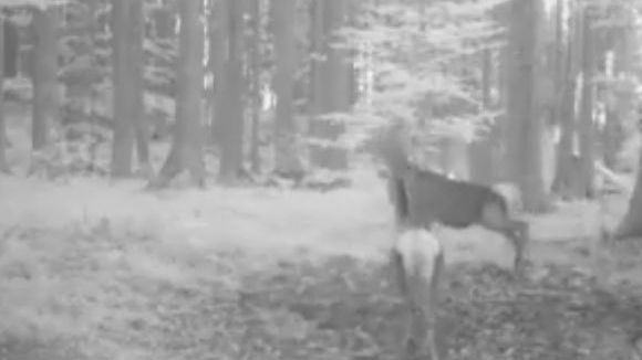 VIDEO. Imagini rare, surprinse de camerele de supraveghere ale Parcului Natural Apuseni