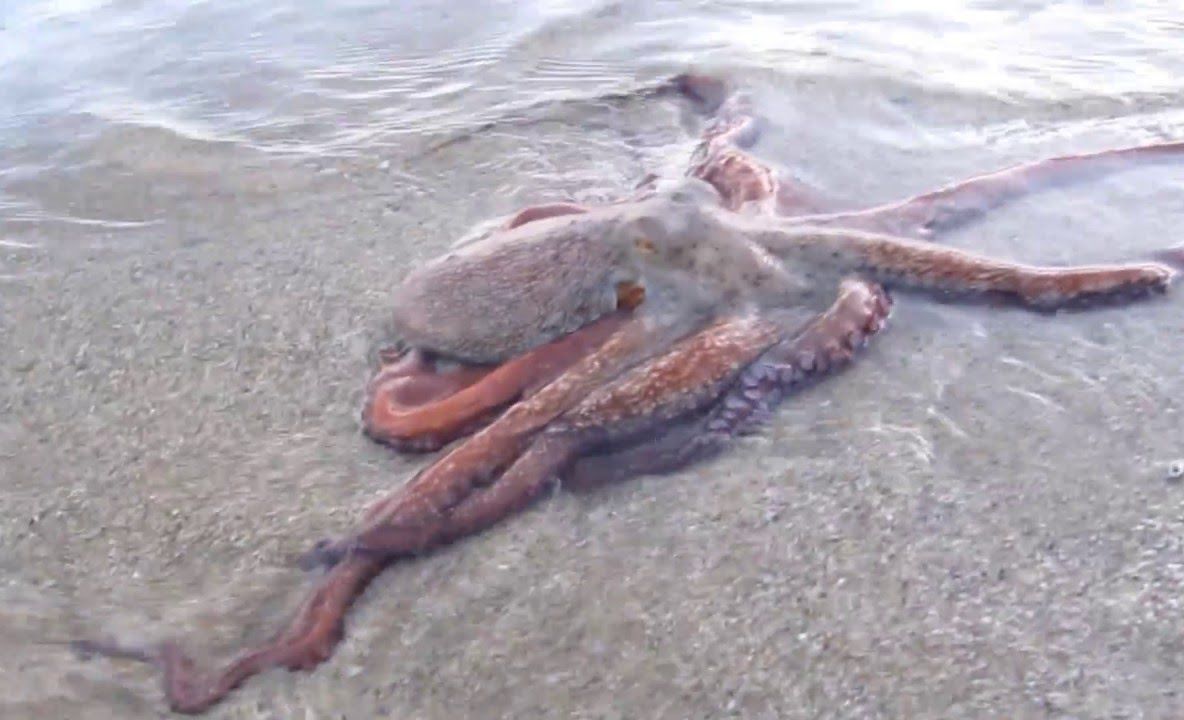 Fenomen misterios: În fiecare noapte, aceste creaturi ies din mare și se „plimbă” pe plajă. VIDEO