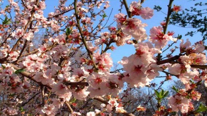 Fenomen NEOBIŞNUIT în România - se întâmplă a doua oară în 10 ani! 