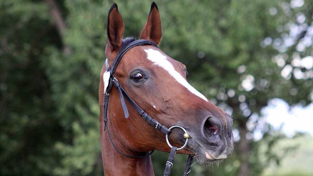 Moarte cruntă pentru un copil de 14 ani! A fost târât minute în șir de calul familiei