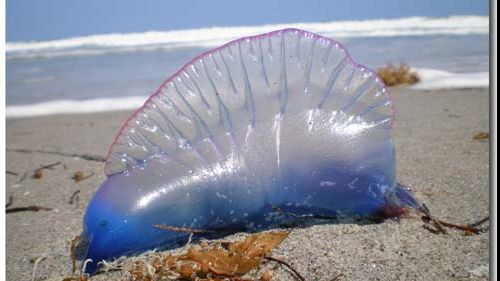 URAGANUL OPHELIA a adus la ţărm "cadouri" LETALE. Ucid în doar câteva secunde!