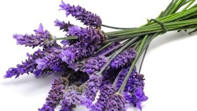 5 plante vindecătoare pe care trebuie să le ai în casă