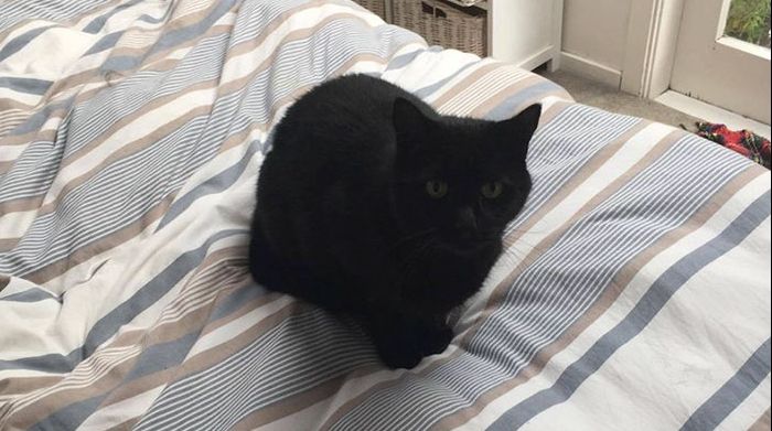 Acest bărbat a luat o pisică străină în casă, crezând că este a lui: Ce a urmat este ireal