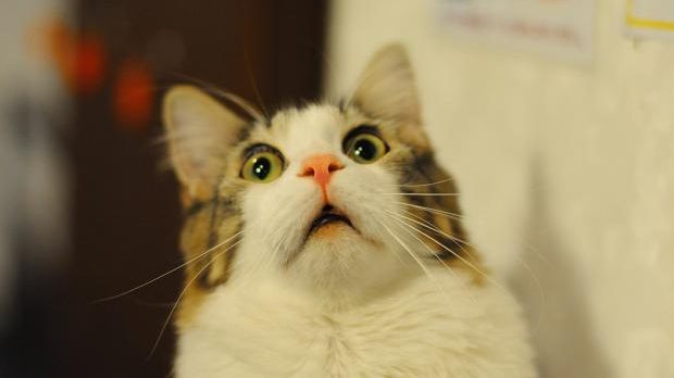 De ce e recomandat să ai pisică în casă în caz de CUTREMUR
