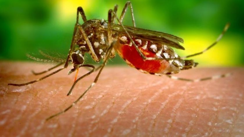 Virusul West Nile face încă o victimă în România. Bilanțul morților este îngrijorător