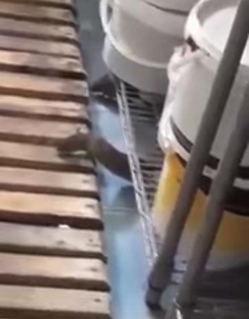 Imagini ireale. Şobolani într-o cofetărie din Brăila, mişunând în spatele galantarului cu prăjituri