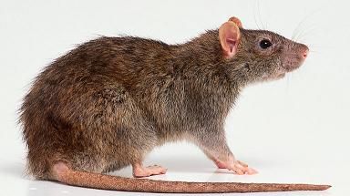 Decizie de ultima oră a autorităţilor, în cazul cofetăriei în care circulau şobolani imenşi