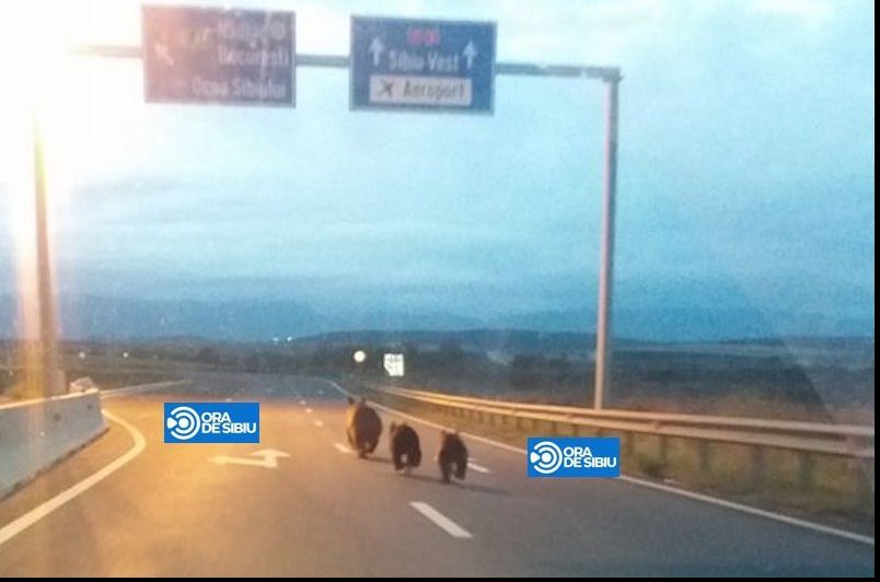 Premieră pe o autostradă din România: imaginea care l-a lăsat mut de uimire pe un şofer!