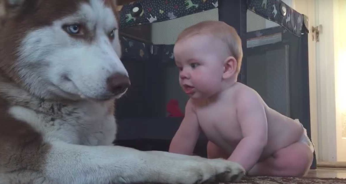 Mama a lăsat bebeluşul de 1 an singur în cameră cu un husky. Când s-a întors, a regretat amarnic
