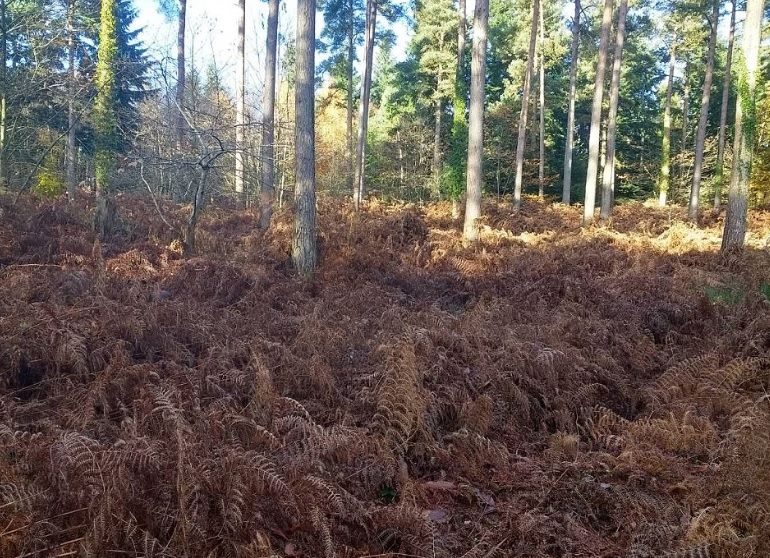 A ieşit cu câinele la plimbare, dar l-a pierdut în tufiş. Numai un GENIU îşi poate da seama unde e
