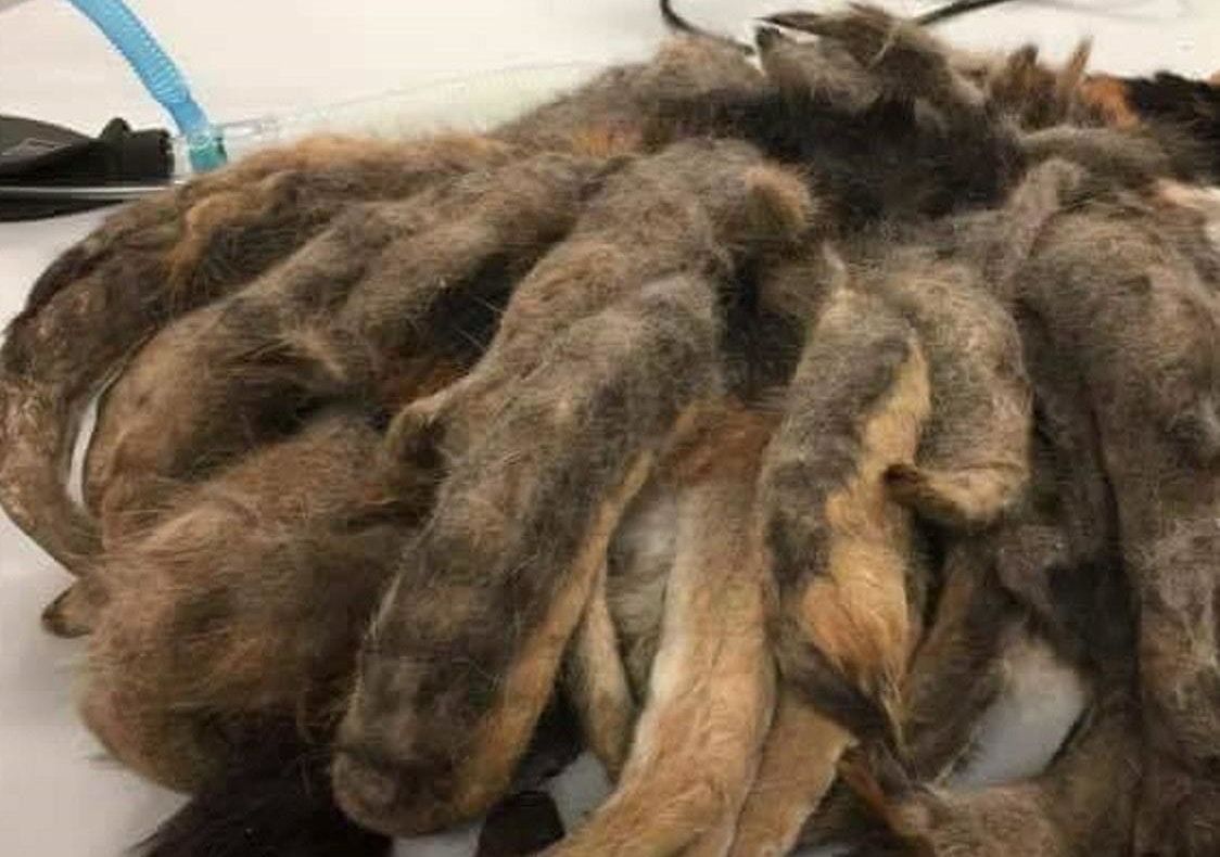 A găsit în pod un animal sub o grămadă de blană. A zis că e mort, dar trăia. ŞOC când a văzut ce era