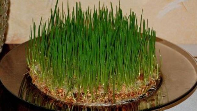 A pus grâu la încolţit, anul trecut, de Sfântul Andrei. Ce i s-a întâmplat e ireal!