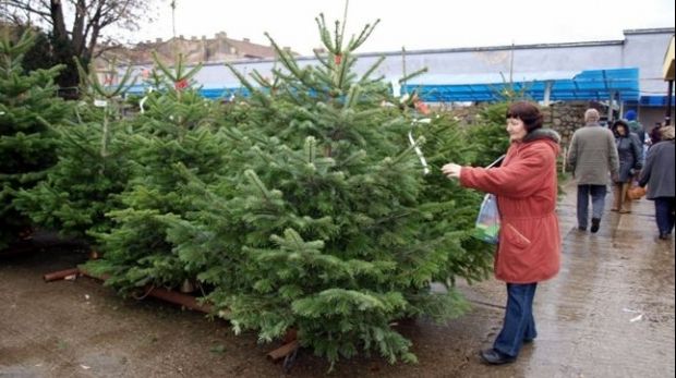 Cât costă un brad de Crăciun în 2017
