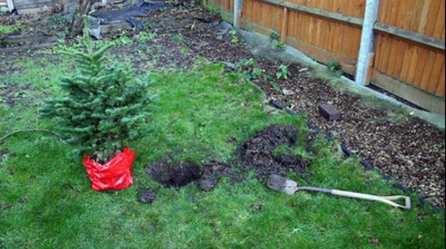 Ce se întâmplă dacă plantezi un brad în curte? Este mai rău decât credeai