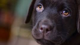 VIDEO VIRAL. Și-a abandonat câinele într-o pădure. La scurt timp, s-a întâmplat ceva impresionant 