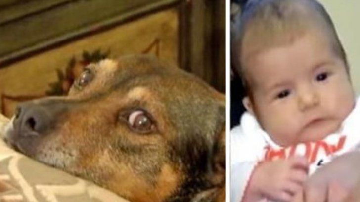 Câinele a început să urle şi să sară pe ei, în pat. Când s-au dus în camera copilului, şoc!