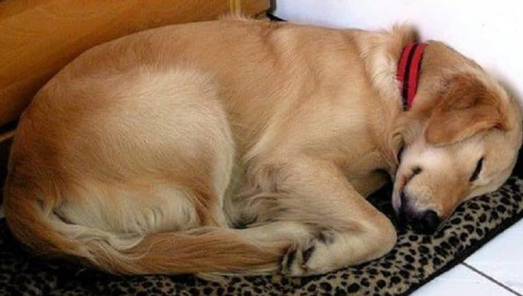 Câinele dormea zilnic la uşa ei. Într-o zi, animalul a venit cu un bilet la gât. L-a citit, ŞOC!