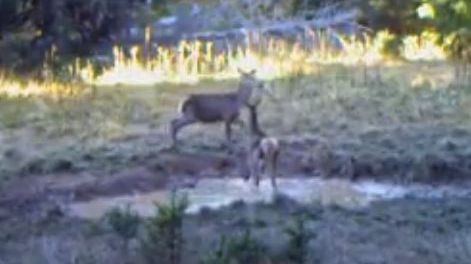VIDEO. Imagini rare surprinse de camere în pădurile din Apuseni. Te topeşti când te uiţi la ele