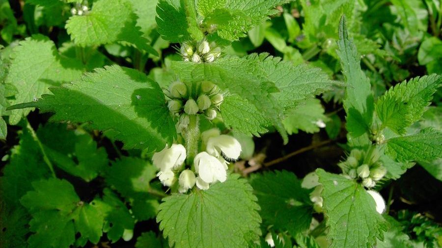 Planta minune care tratează cu succes afecțiunile genitale