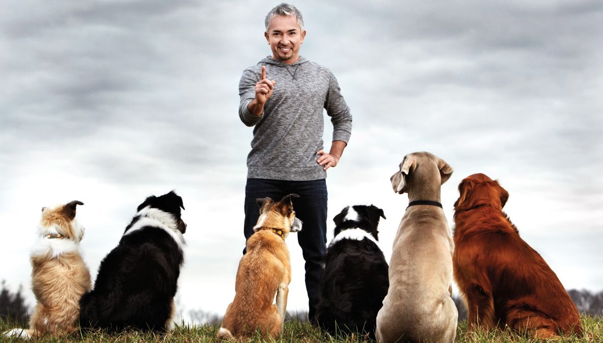 Cesar Millan, starul celebrului show "Dog Whisperer with Cesar Millan", revine la București (P)
