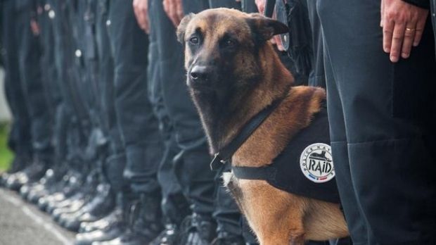 Povestea tristă a câinelui poliţist pe care nimeni nu îl vrea deşi a fost scos la licitaţie 