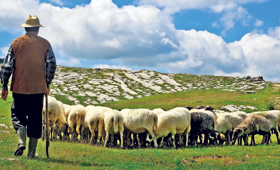 Bancul zilei: Ce spune un cioban despre un avion prăbușit