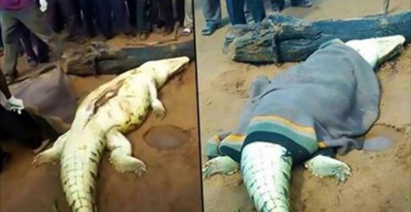 Descoperire înfiorătoare în stomacul monstrului ucis cu greu. Imaginile au îngrozit Internetul