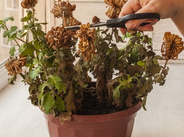 Cum să readuci la viaţă o plantă USCATĂ? Trei ingrediente simple fac minuni!