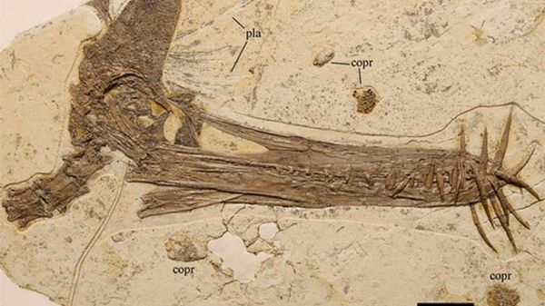 Descoperire uluitoare în Mongolia: Scheletul este URIAȘ