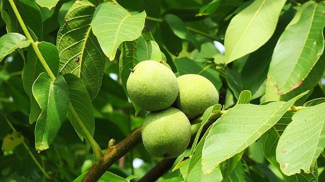Efectul uimitor al ceaiului de frunze de nuc. Trebuie să îl încerci şi tu!