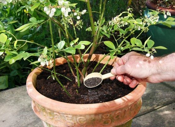 Pune DROJDIE în pământul de la flori. În scurt timp, vei vedea efectele spectaculoase!