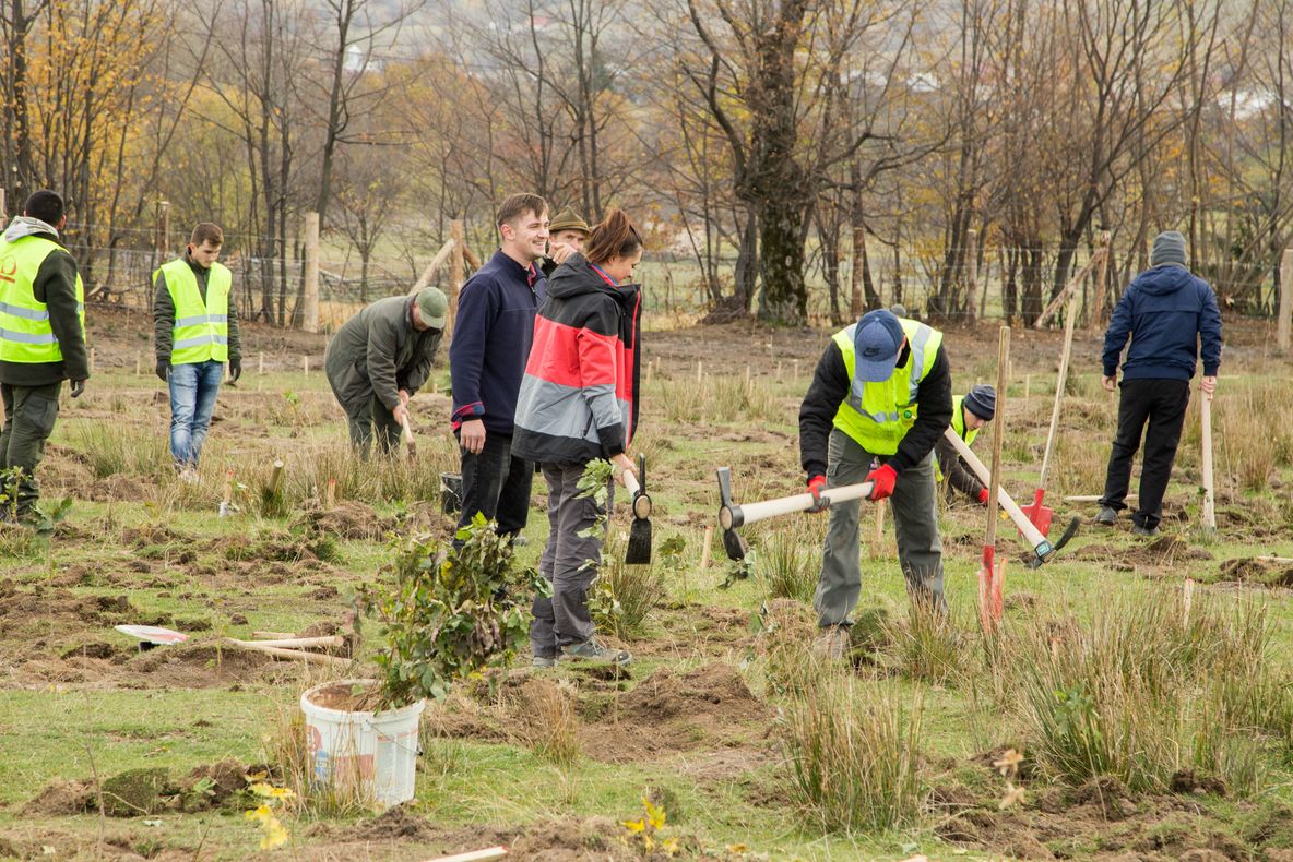 Peste 21.000 de arbori au fost plantați la Poieni-Solca, pe o suprafață forestieră degradată 
