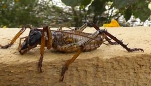 Oferta unei brutării: O pâine cu GREIERI pentru 18 lei! Ai încerca așa ceva?