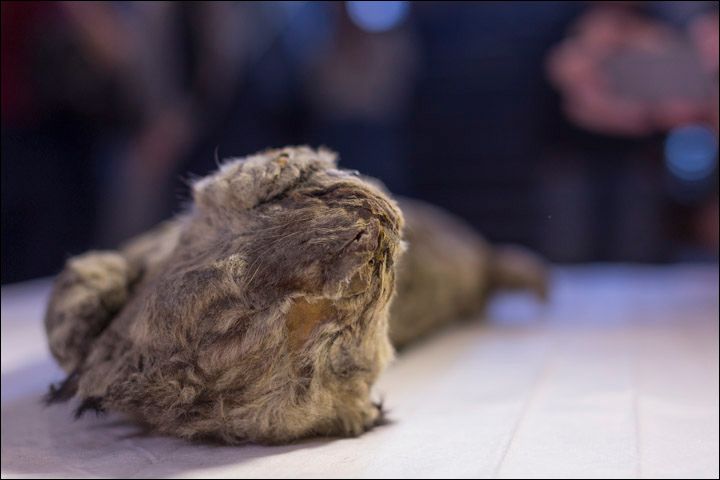 Corpul perfect conservat al unui animal legendar din Epoca de Gheață, găsit în Siberia