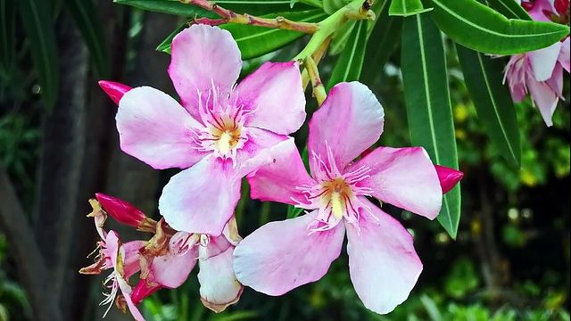 Ce plante să nu mai ții niciodată în casă