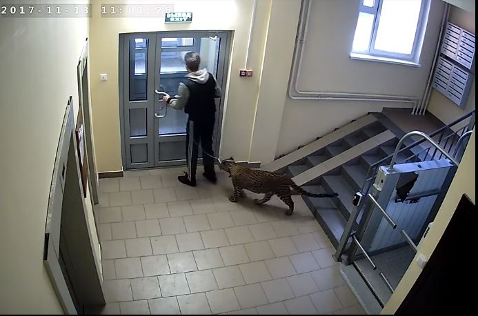Cu el nu vrea NIMENI să fie vecin la bloc: un rus, filmat când îşi plimba animalul: un leopard