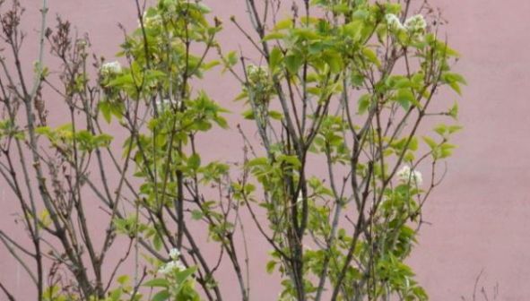 Natura face spectacol la Reşiţa: a înflorit liliacul, în noiembrie!