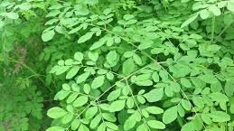 Planta care poate vindeca 5 tipuri de cancer