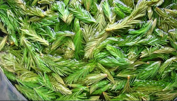 Mugurii de brad pot face minuni pentru organism. Uite ce afecțiuni poți trata cu aceștia