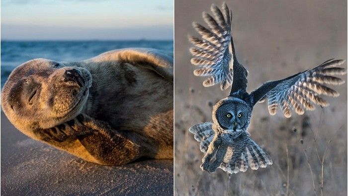Cele mai bune fotografii ale lumii sălbatice, premiate la concursul Nature Photographer of the Year 