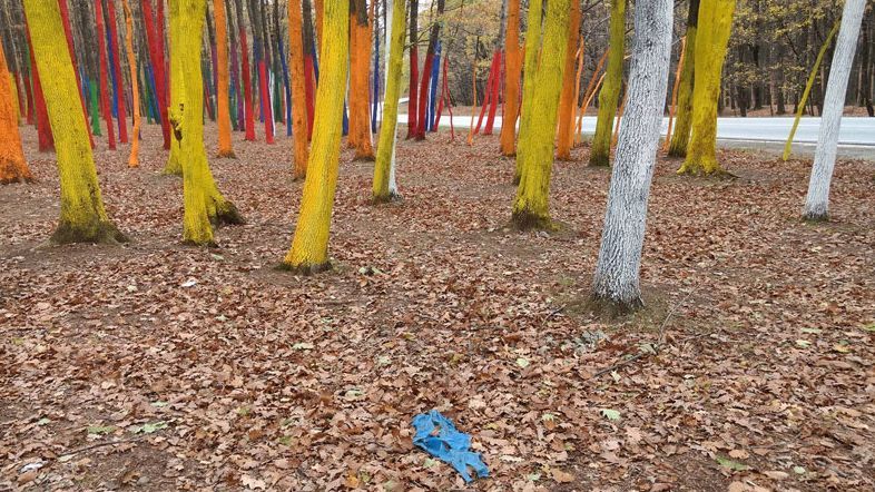 Pădurea bizară din România. Este locul preferat al cuplurilor