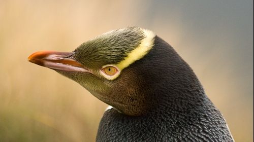 Devastator. Medicii veterinari, în alertă: Ce se întâmplă cu pinguinii cu ochi galbeni?