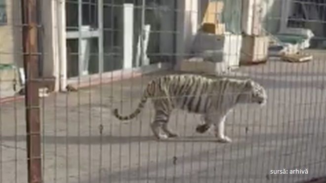 Panică la Paris: un tigru de la circ a evadat pe străzi